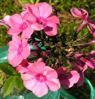 /album/phlox/phlox-windsor-jpg1/
